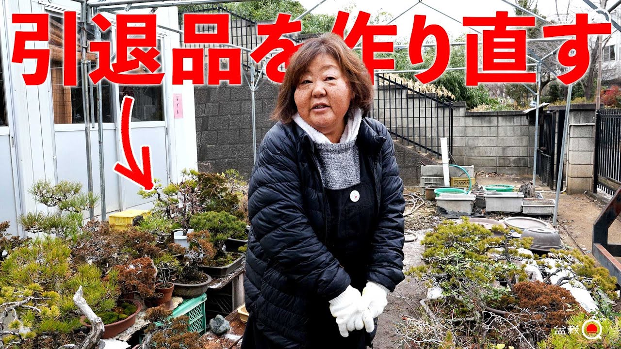 Мы восстанавливаем и продаем ослабленные, выведенные из эксплуатации деревья [Bonsai Q].