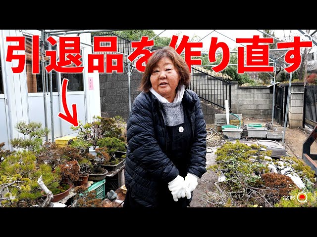 We regenerate and sell weakened retired trees [Bonsai Q] - YouTube