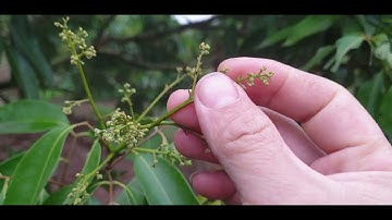 Đi Ăn Cỗ Biết Được  Vườn Vải Thiều Lục Ngạn Đẹp l Núi Đồi Lục Ngạn