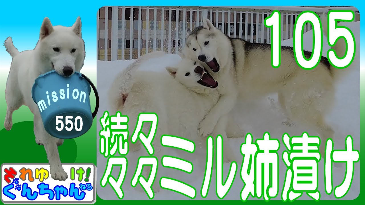 ぐんちゃんとミル姉漬け105