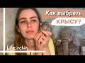 КАК ВЫБРАТЬ КРЫСУ | КОГО ВЗЯТЬ: МАЛЬЧИКОВ ИЛИ ДЕВОЧЕК 🐀🐁 ИНСТРУКЦИЯ ПО ВЫБОРУ КРЫСЫ