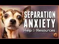 Do You Understand Separation Anxiety in Dogs? Tips, Resources, and How to Get Help