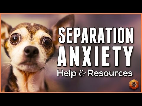 curing dog separation anxiety quickly