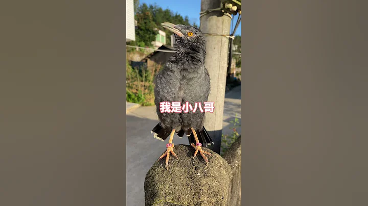 八哥小剧场：会说话的乌鸦？#Shorts - 天天要闻