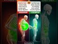 Holding Farts vs Letting It Out: Bloating, Cramps &amp; Digestion Explained (Gut Health Guide)