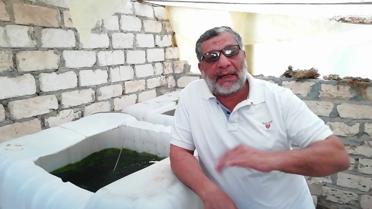 امراض البلطى والوقايه منها الجزء الاول