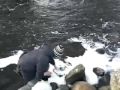 Rainbow trout cought on nymph (Baltak / sweden)