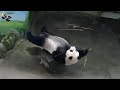 20200913 圓仔等不及放飯了～翻滾、推木樁、潑水滿場跑 The Giant Panda Yuan Zai