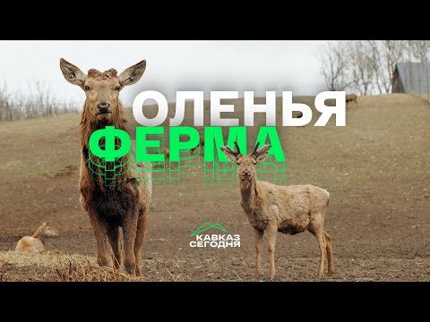 Оленья ферма