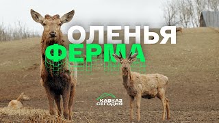 Оленья ферма