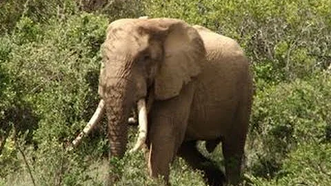 Legendary six-ton elephant, Mountain Bull, found dead - DayDayNews