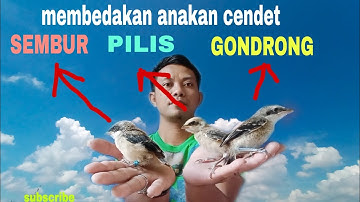 Cara membedakan cendet gondrong#cendet pilis#cendet sembur#