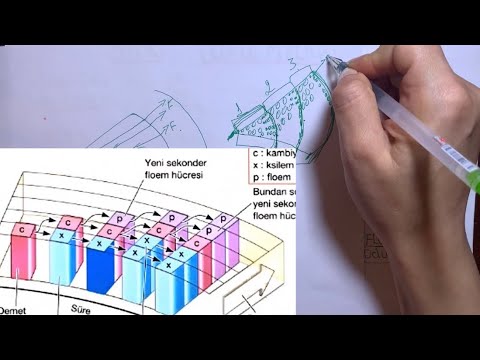 Video: Bitkilərin Faydalı Təsirləri. 10 -cu Hissə