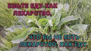 ОБОЖАЮ ДИКУЮ ЕДУ! Ешьте еду, как лекарство.......