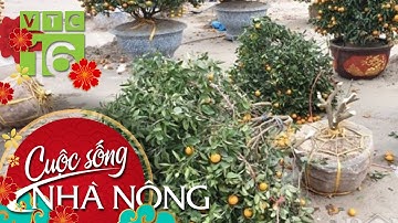 Làng hoa, quất cảnh bán Tết Nguyên đán có phải chặt bỏ? | VTC16