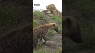 Cheetah Chases Hyena! #Wildlife | #ShortsAfrica