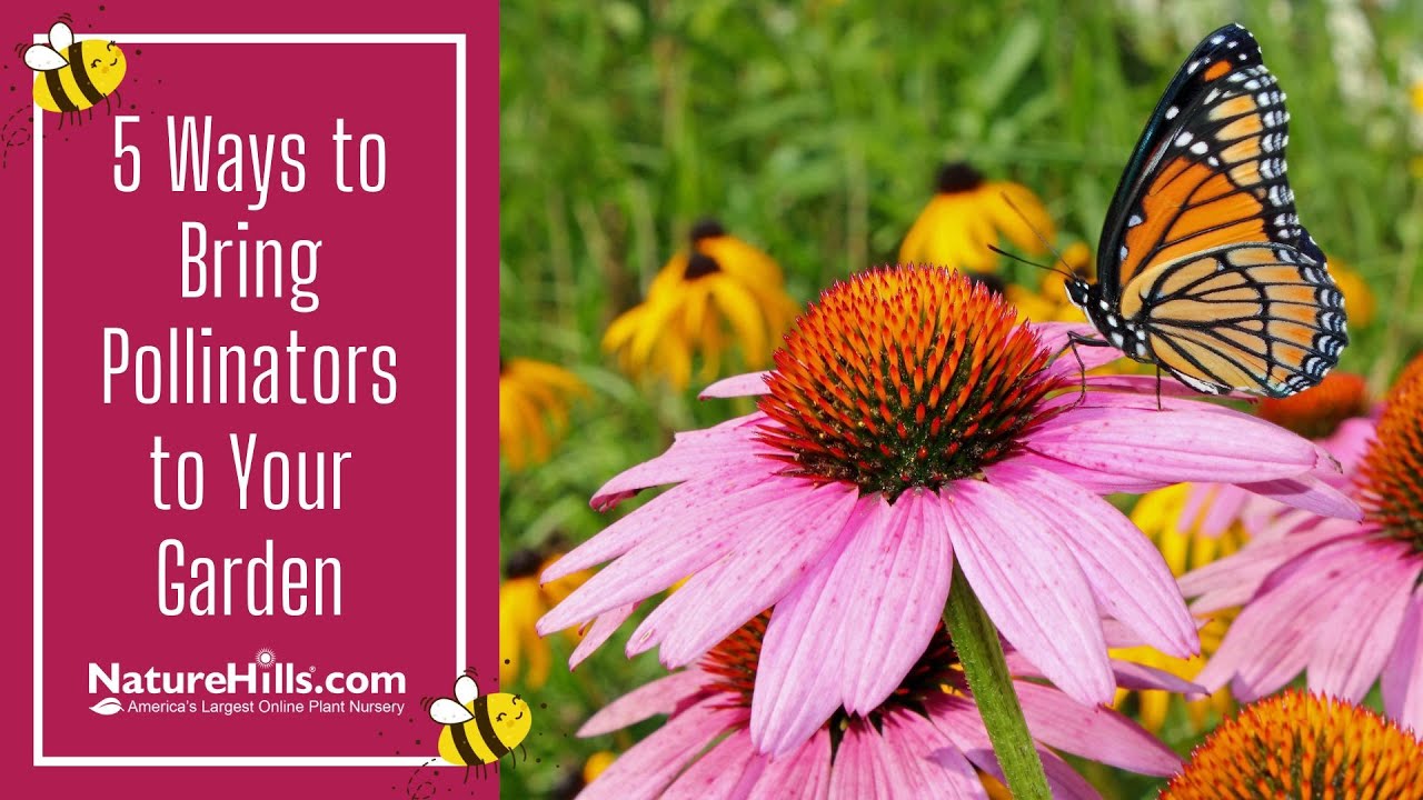 5 Ways to Bring Pollinators to Your Garden | NatureHills.com - YouTube