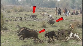 MALIKMUSTFA KHR HUNTING SHEKAR New Shekar he Shaker Pigs Vs Dogs HD Video -9-10-2020