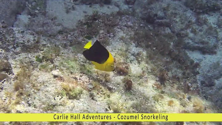 Snorkeling in Cozumel with a Rock Beauty Angelfish