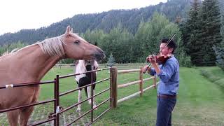 Horses like violin playing Resimi