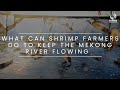 Rynan aquaculture webisode 3 what can shrimp farmers do to keep the mekong river flowing