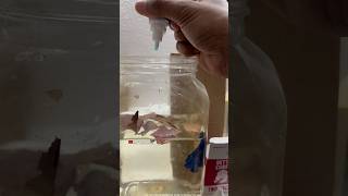 Betta Fish Treatmentvery Week Betta
