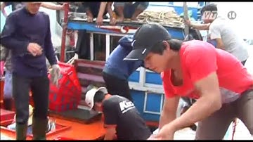 VTC14_Nghiệp đoàn nghề cá giúp kết nối sức mạnh ngư dân