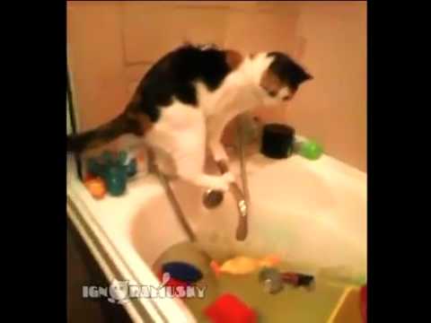 camera iphone 8 plus apk Classic cat