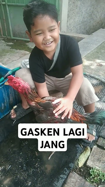 #ayambangkokindonesia #laguayam #dj #djremix #pecintaayam ..BARU BERES KENA SPAM