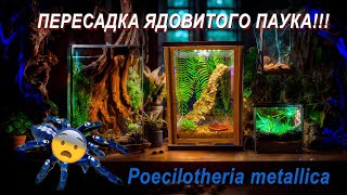 Пересадка ядовитого паука Poecilotheria metallica в НОВЫЙ КЛАССНЫЙ ПРОДВИНУТЫЙ ТЕРРАРИУМ!