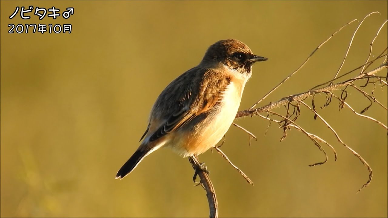 野鳥雨靴 ノビタキ Siberian Stonechat (Saxicola torquata)