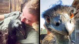 TikTok-Famous Emu Contracts Bird Flu