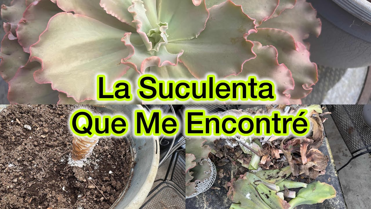 La Suculenta Que Me Encontré