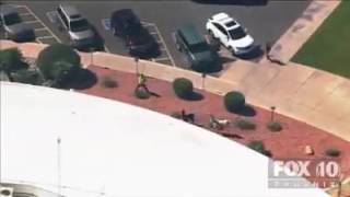 two llamas escape from the petting zoo w epic chase