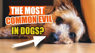 WHAT is the most FREQUENT DISEASE in DOGS?👨‍⚕️ by Veterinary Network 59 views 13 days ago 4 minutes, 56 seconds