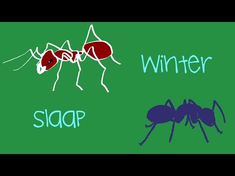 Video: Wat is samenvoegen in winterslaap?