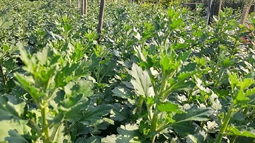 Mình xử lý hoa cúc nở muộn như thế nào? tổng hợp các cách thúc hoa mau nở.