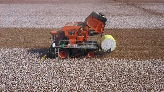 GLOBALink | High technology helps cotton cultivation in China's Xinjiang