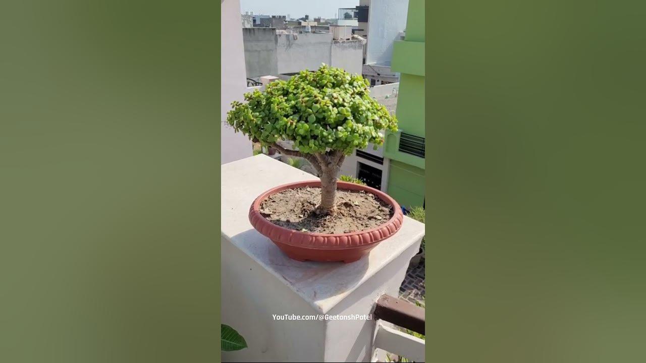 Bonsai Kya Hain? YouTube