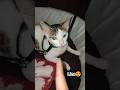 kaat liya 😭 #shorts #youtubeshorts #cat #viral #catlovers