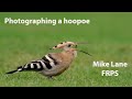 Photographing a Hoopoe