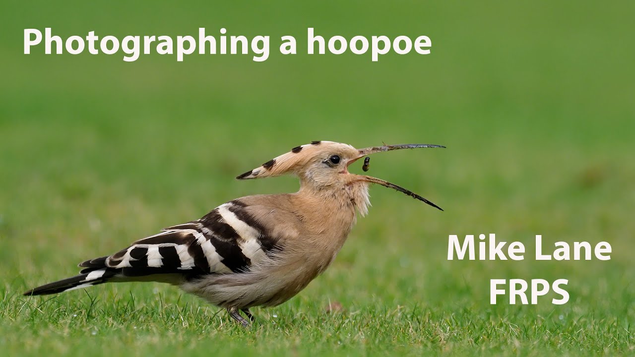 HOOPOE / Upupa epops / Bird Feeding Their Young in SLOW MOTION