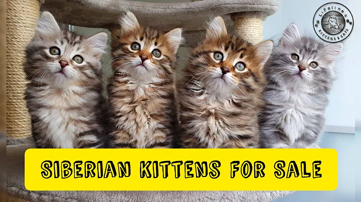 Watch the video about Siberian Kittens For Sale in India Kittens For Sale Mumbai Pune New Delhi Bengaluru Kolkata Noida