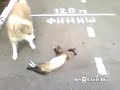 قطط خبيثة حموت من الضحك