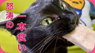 【フリーズドライ・ササミ】丸かじりする可愛い猫【猫の鳴き声】＃163　しえるねこ・猫動画　面白い黒猫