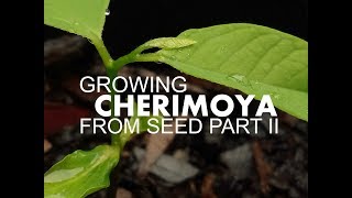 How to grow CHERIMOYA from seed. Part 2