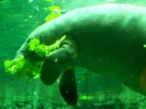 manatee eating youtube