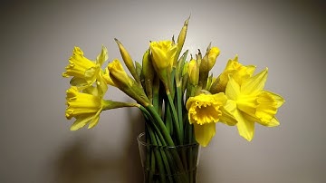 Daffodils opening timelapse