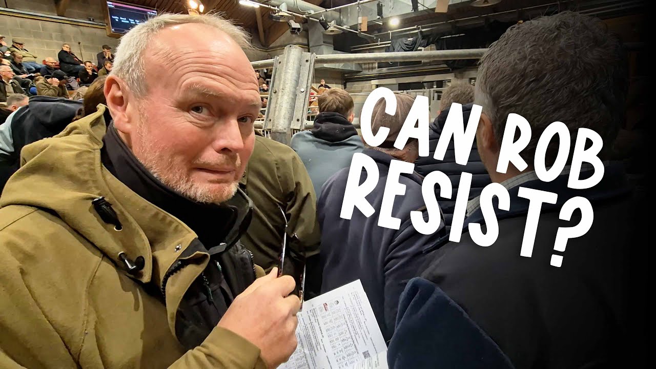 Покупаем Роджеру рождественскую корову. Но сможет ли Роб устоять ещё сильнее? 😅