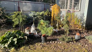 Моя любимая дача 1 ноября 2023❤️Закрываю сезон. Укрываю растения. Небольшой обзор любимого сада.❤️
